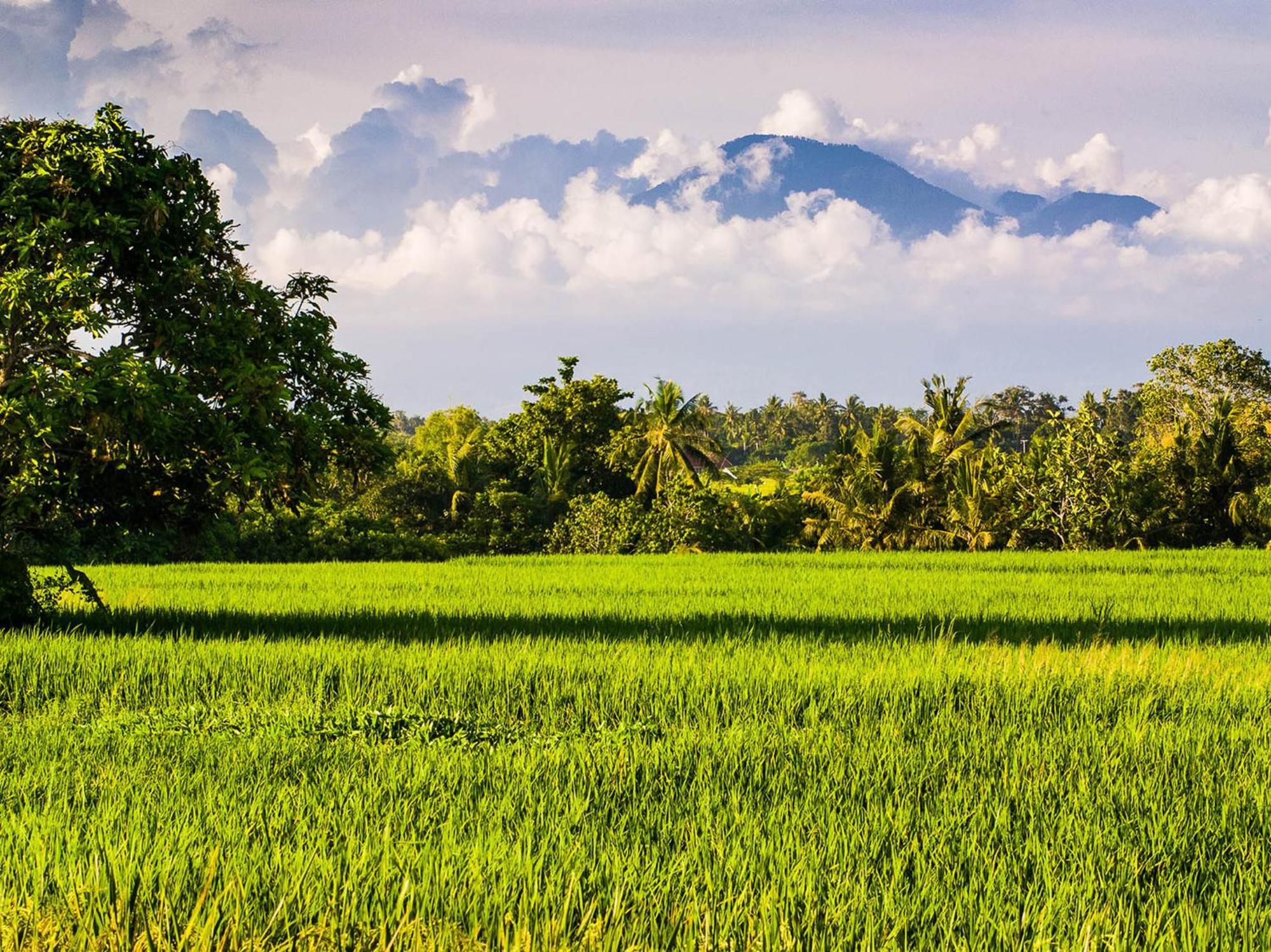 Seseh Beach Villas Canggu  Bilik gambar
