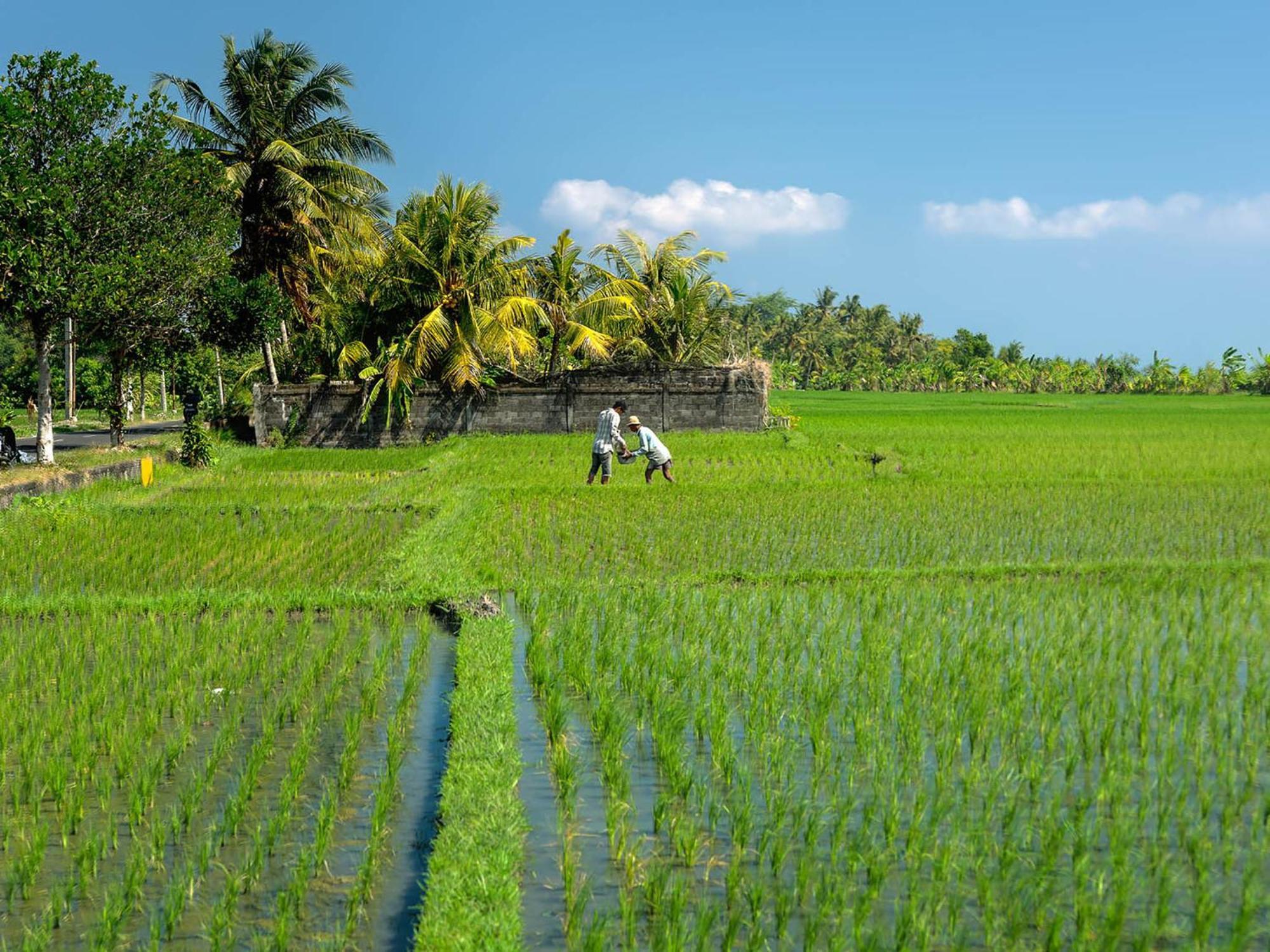 Seseh Beach Villas Canggu  Luaran gambar